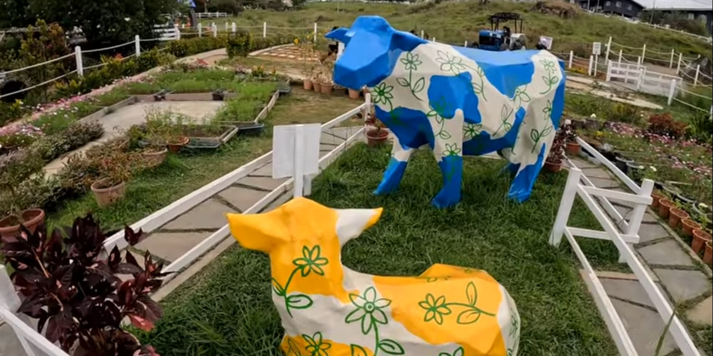 Desa dairy farm kundasang ranau 
