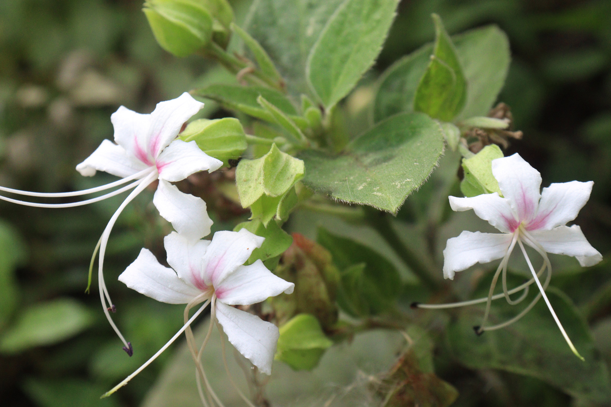 Clerodendrum infortunatum flower plant on jungle