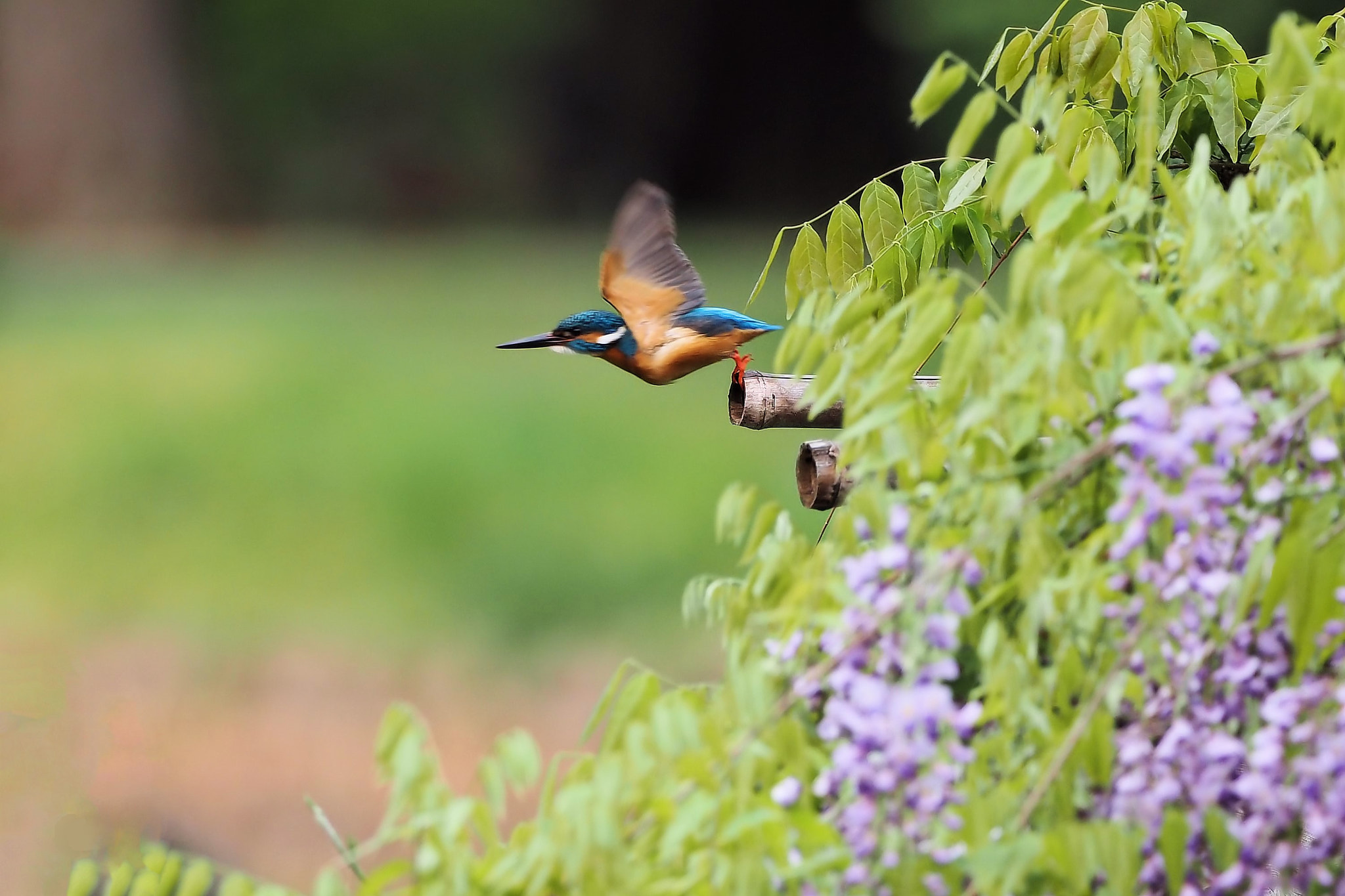 kingfisher by shoji uno on 500px.com