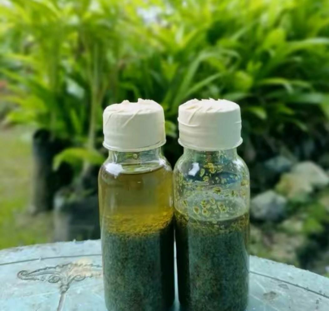 MINYAK LINTAH Herbal concoction to enlarge penis<br /><br />