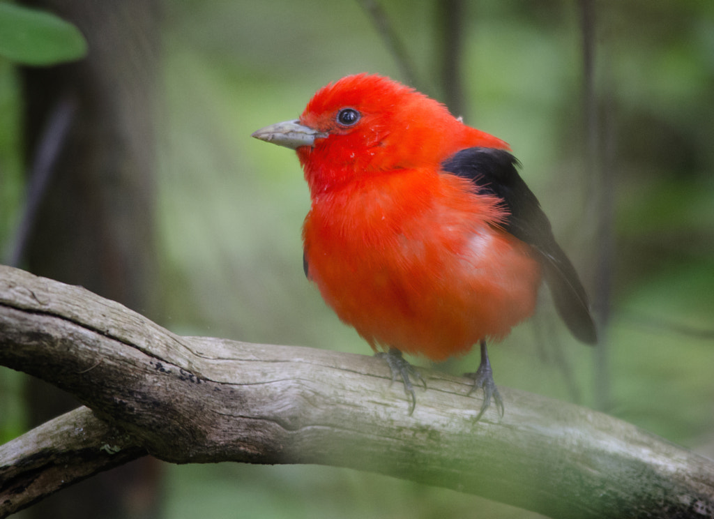 Scarlet Tanager - Red Breasted Birds: A Guide to the Most Colorful birds