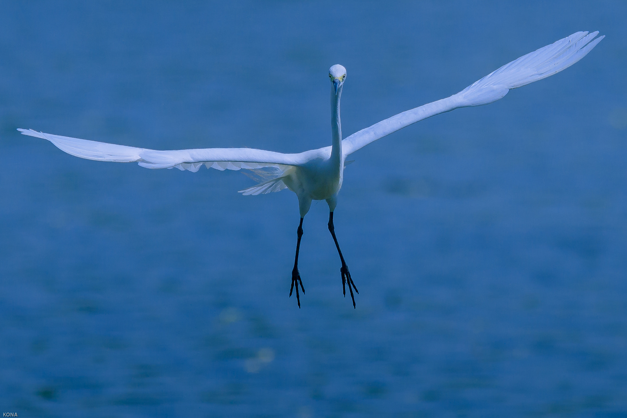 Nikon AF-S Nikkor 400mm F2.8G ED VR II sample photo. Sagi photography