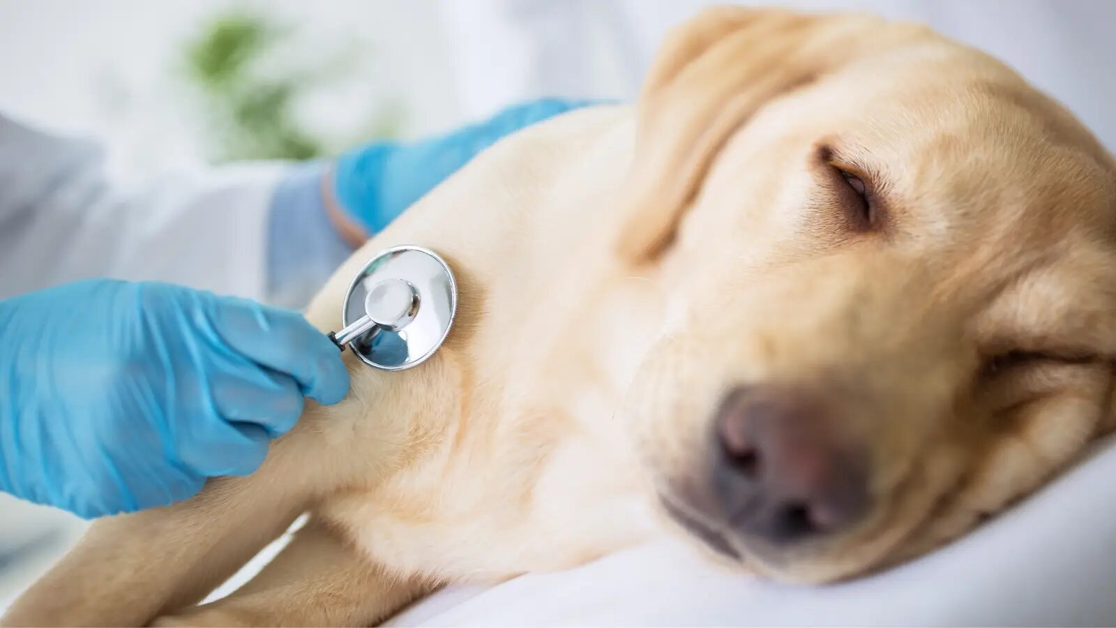 West Palm Beach Dog Boarding Center