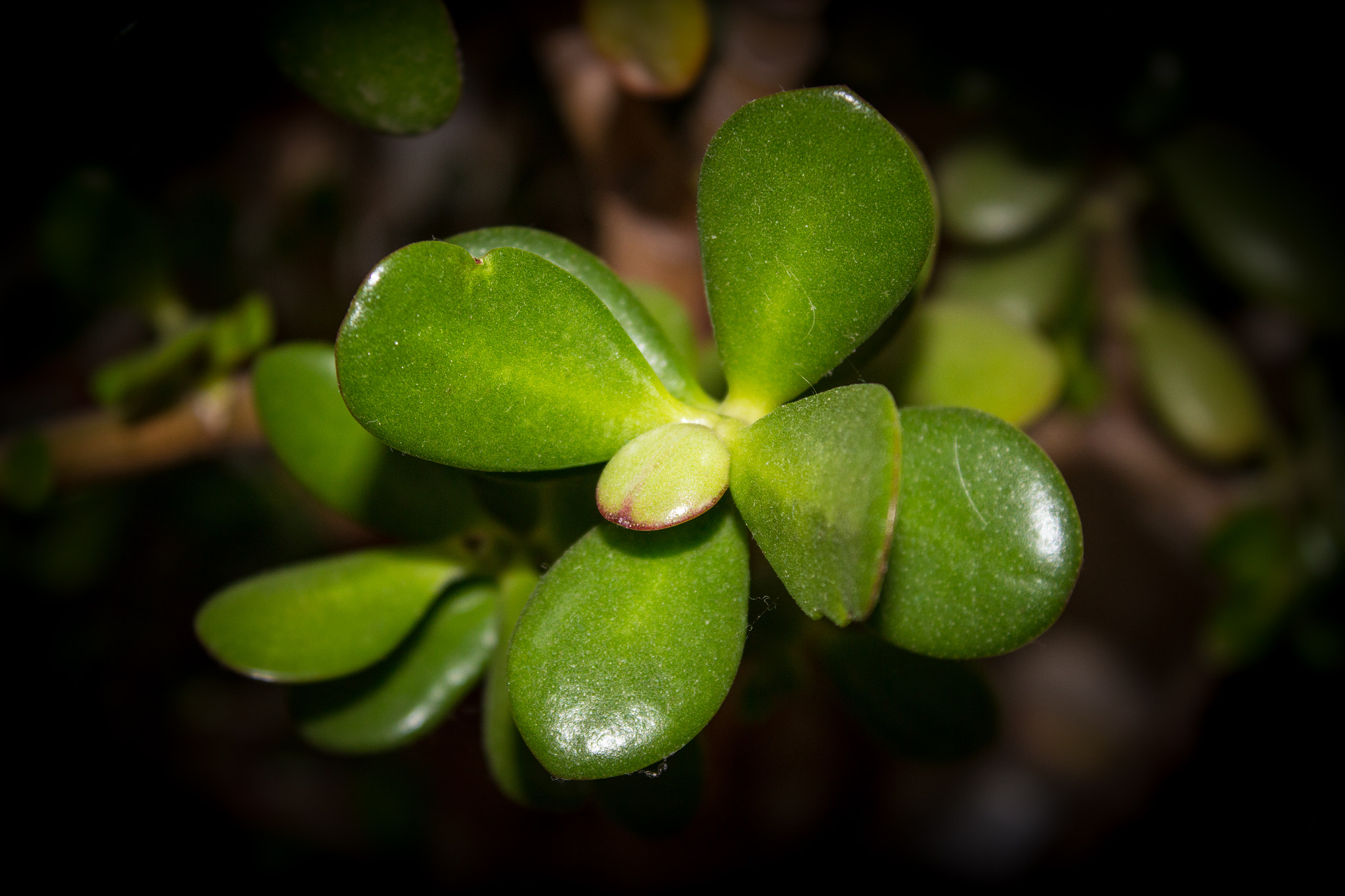 Money Plant