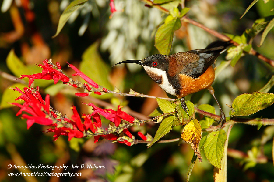Eastern Spinebill (Acanthorhynchus tenuirostris)
