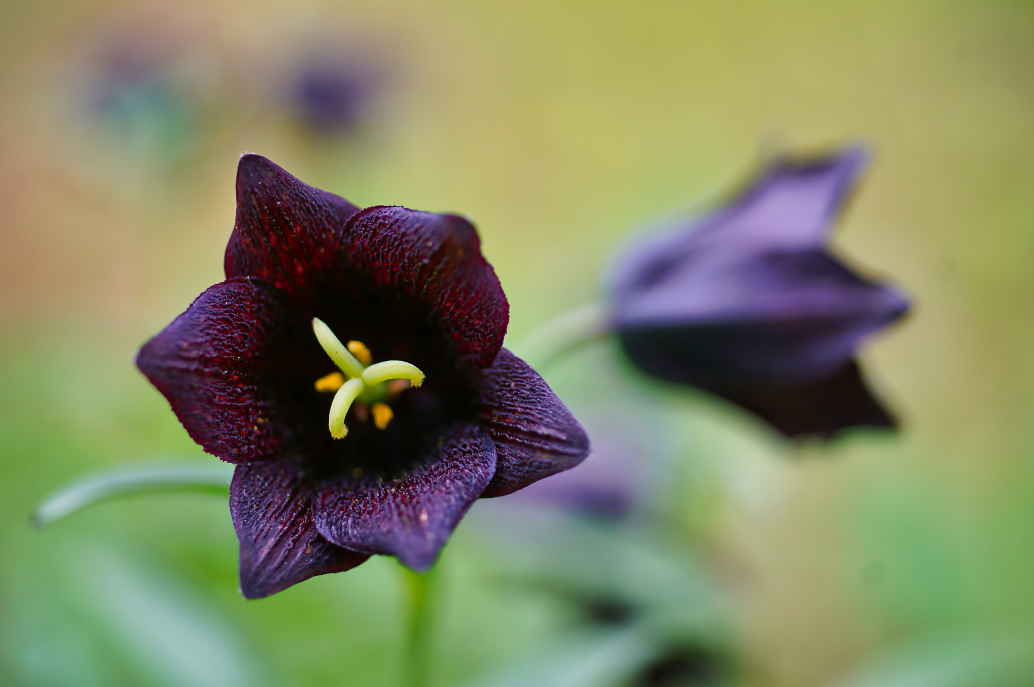 kingfisher by shoji uno on 500px.com