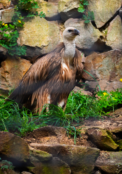 Vulture by Daniel Chlíbek on 500px.com