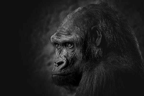 Gorilla by Daniel Chlíbek on 500px.com