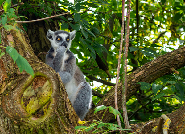 Lemur by Daniel Chlíbek on 500px.com