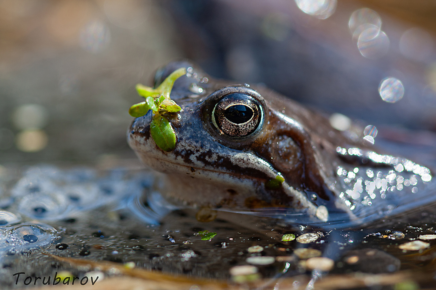 The moor frog (Rana arvalis)