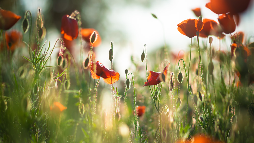 Flowers by István Dányi on 500px.com