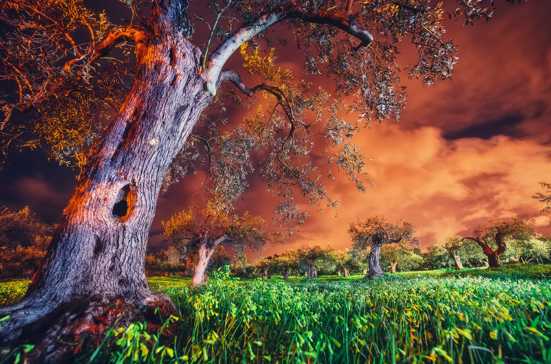 Overnight in olive garden by Leonid Tit / 500px