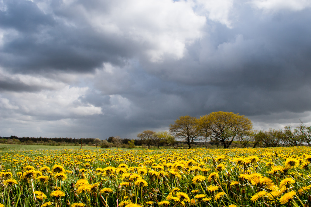 Dandelion field by Flemming Sejer Jepsen on 500px.com