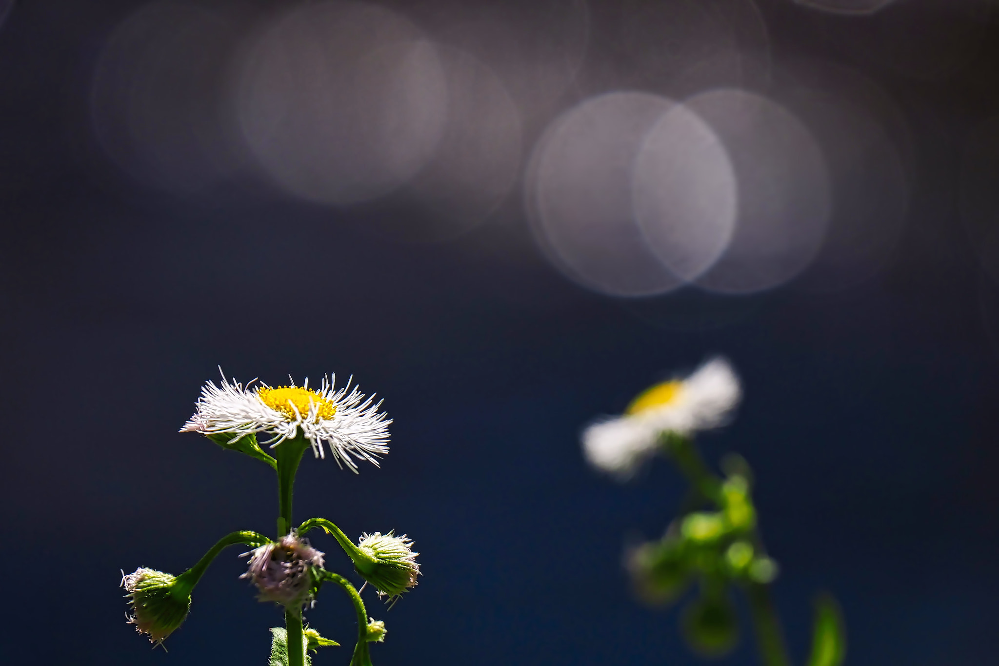 kingfisher by shoji uno on 500px.com