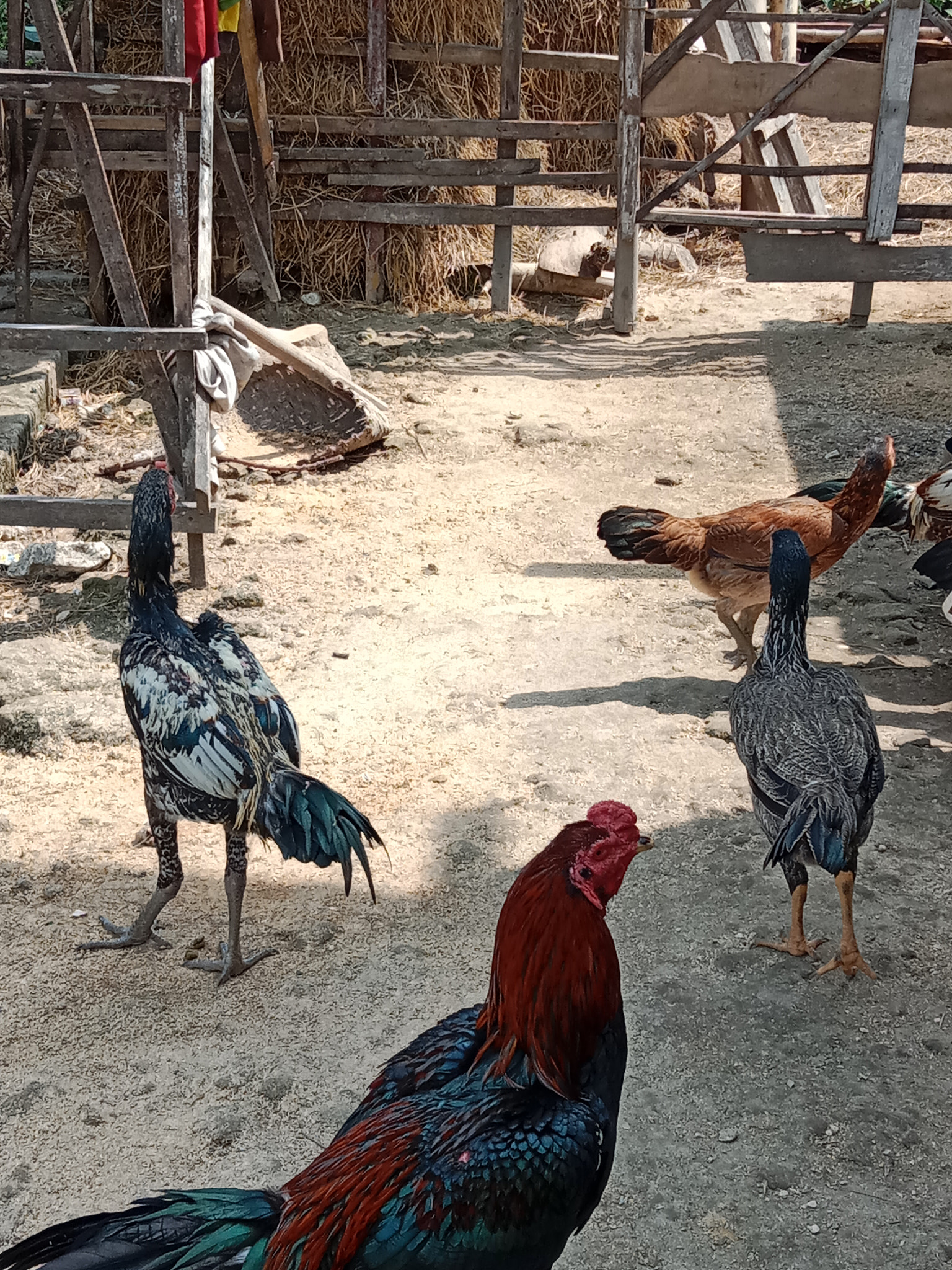 chicken