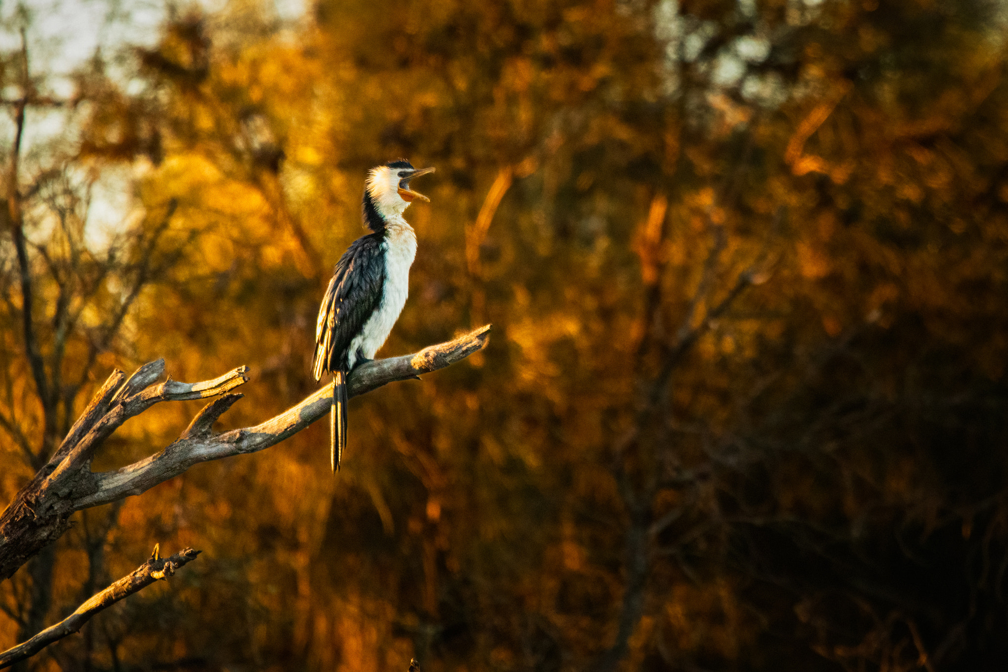 Kakak by Paul Amyes on 500px.com