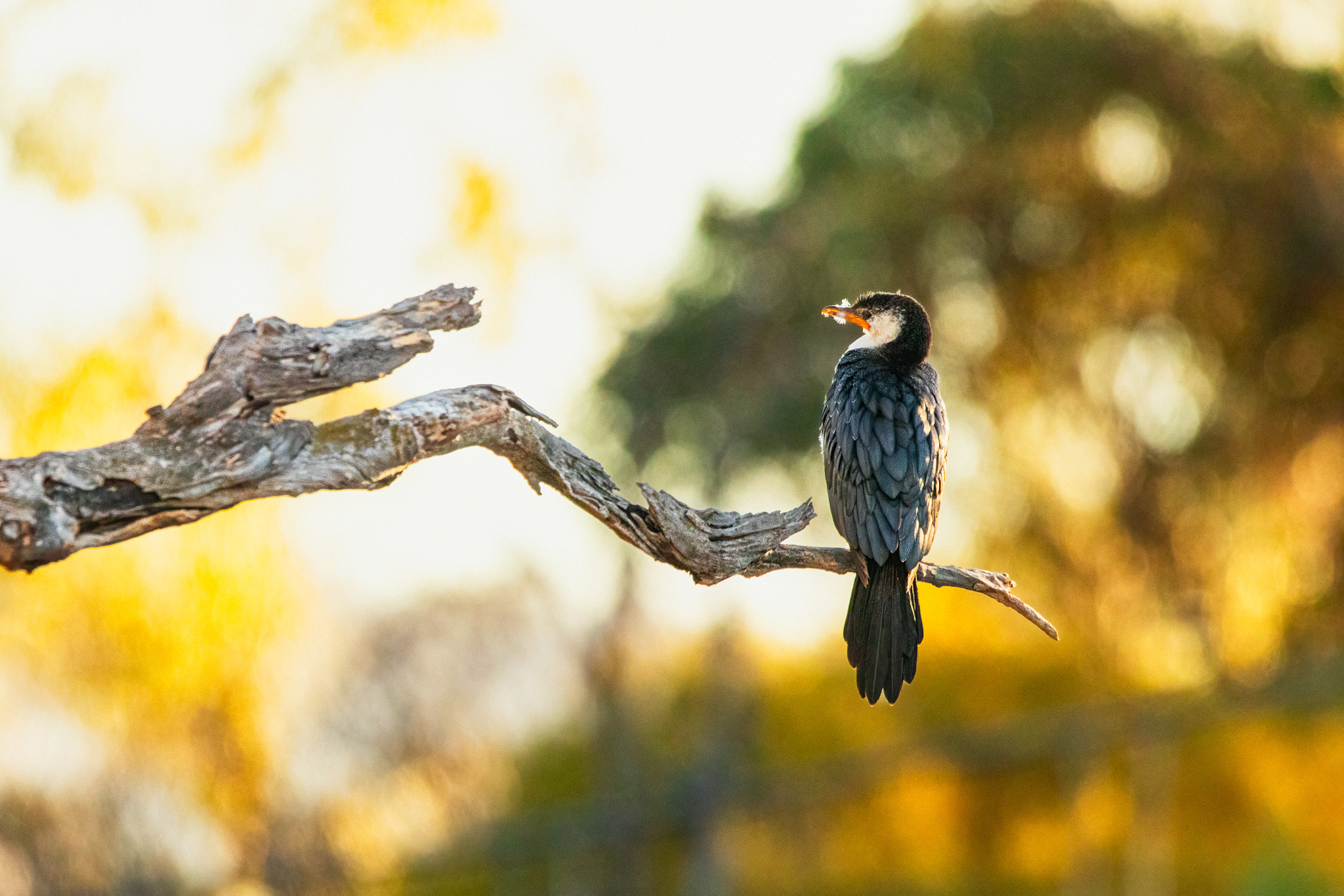 Kakak by Paul Amyes on 500px.com