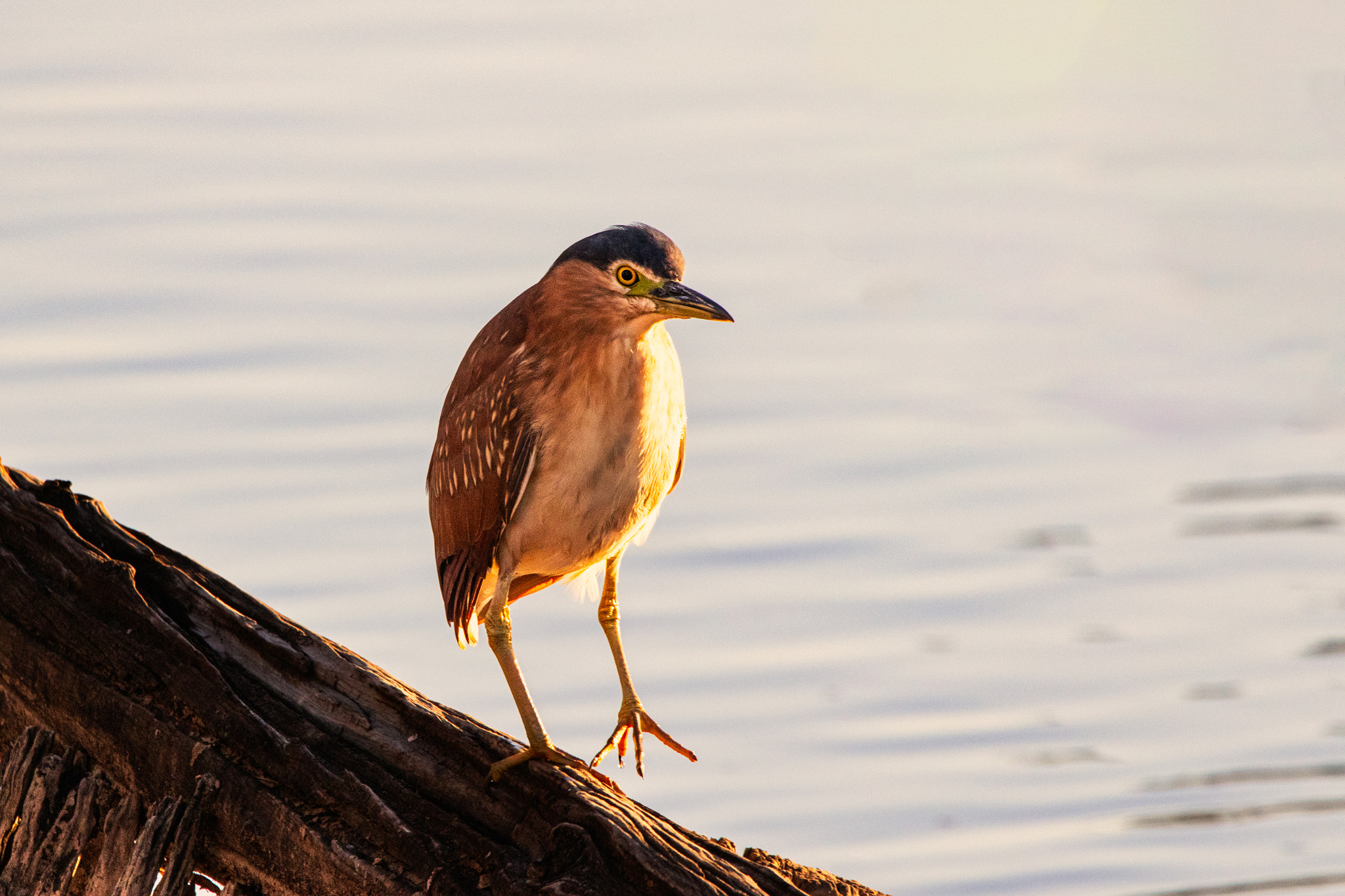 Ngalkaning by Paul Amyes on 500px.com
