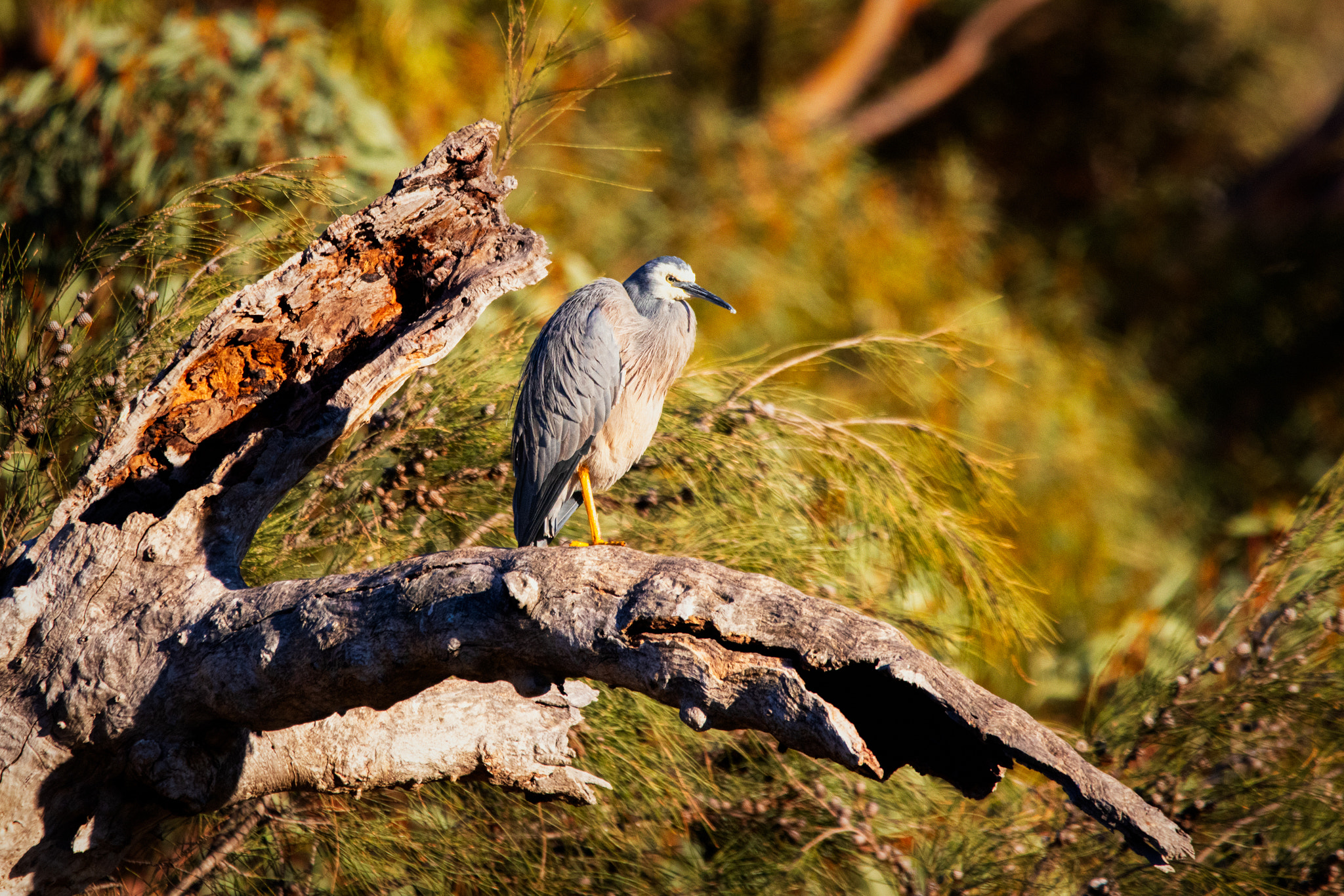 Wayan by Paul Amyes on 500px.com