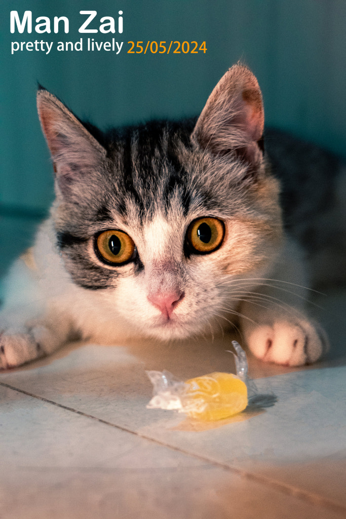 萌猫 w700d1q75cms.jpg