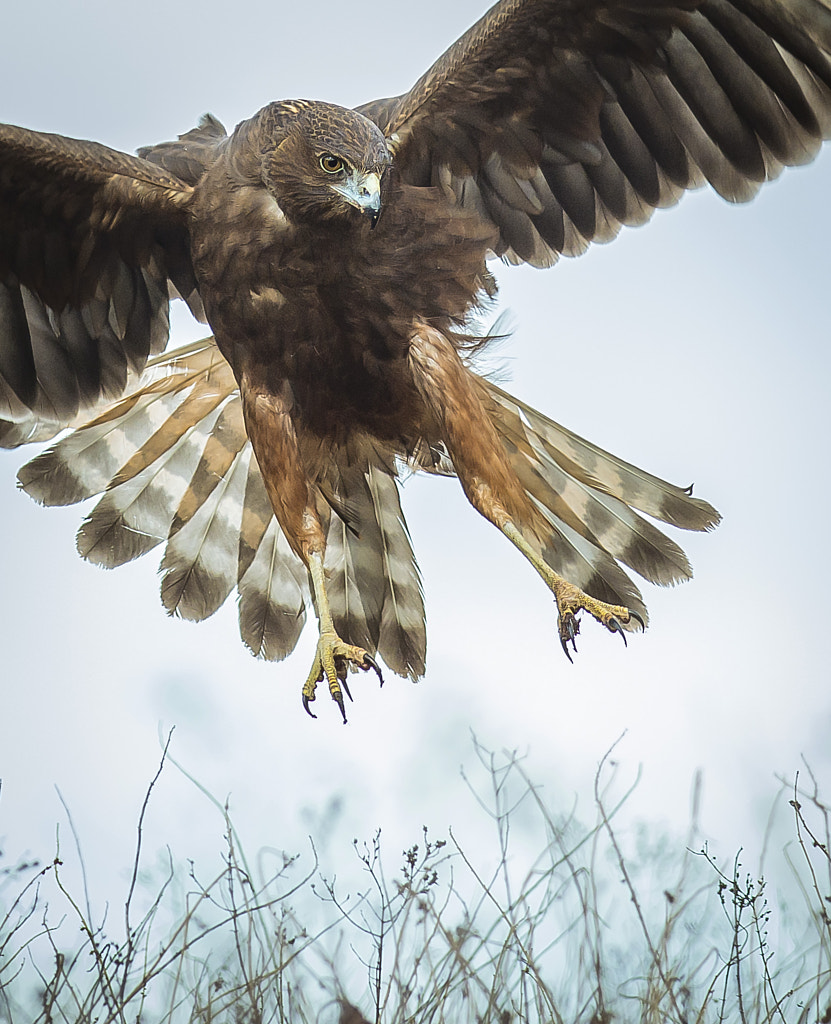 Kahu Hawk attack by Simon Larkin on 500px.com