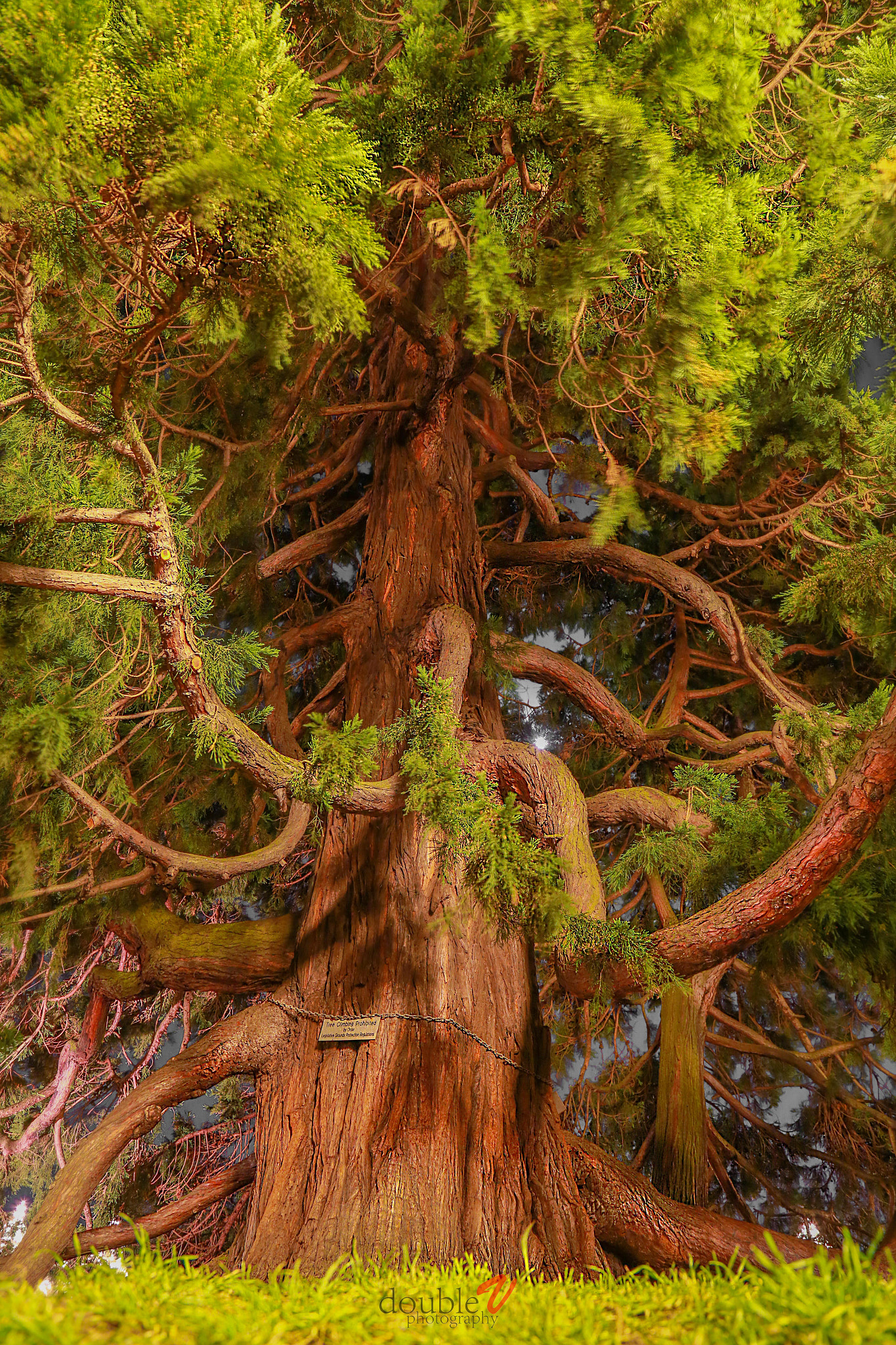 Coastal Redwood by Double V Photography - Photo 109384193 / 500px