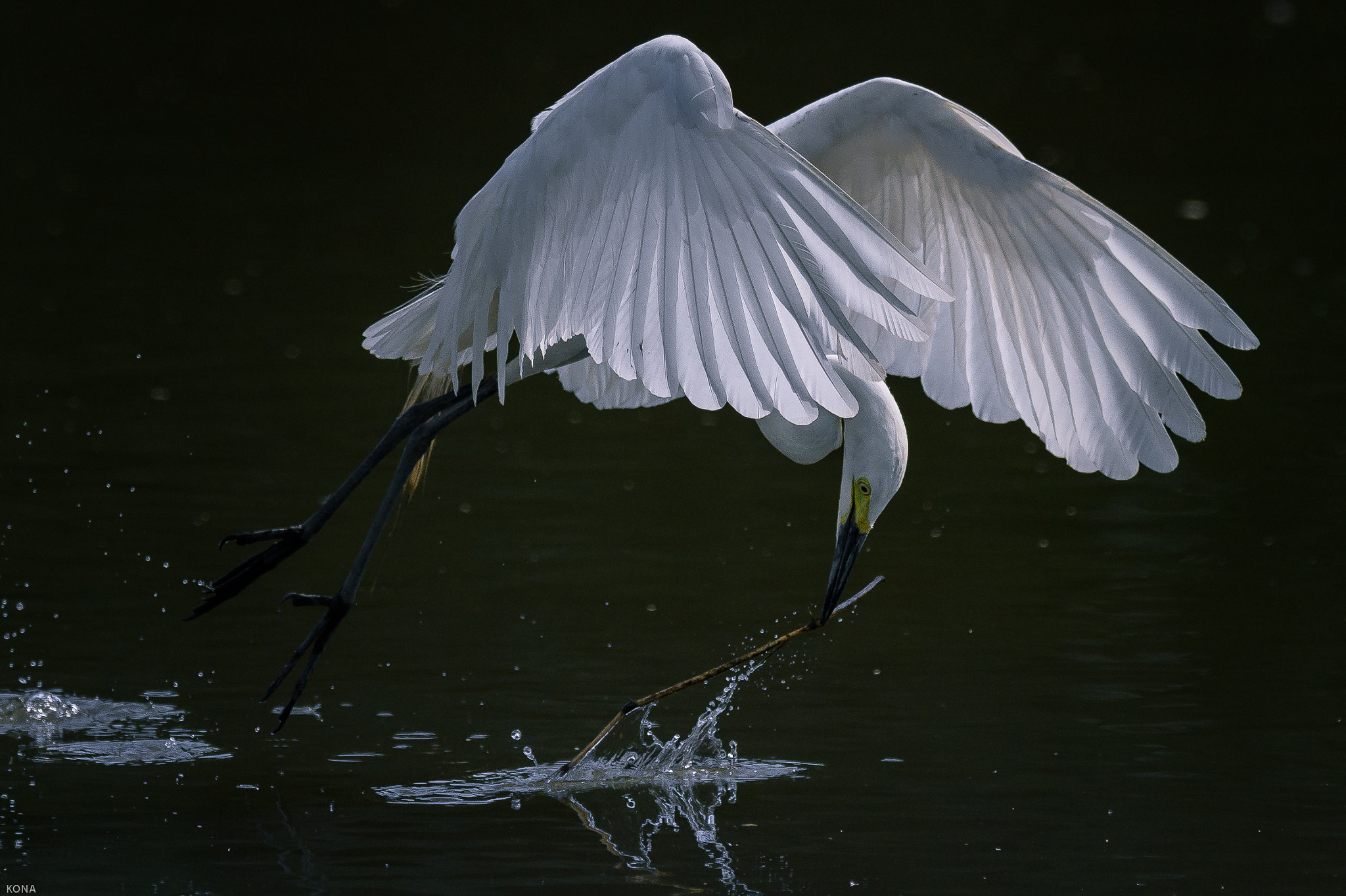 Nikon AF-S Nikkor 400mm F2.8G ED VR II sample photo. Sagi photography