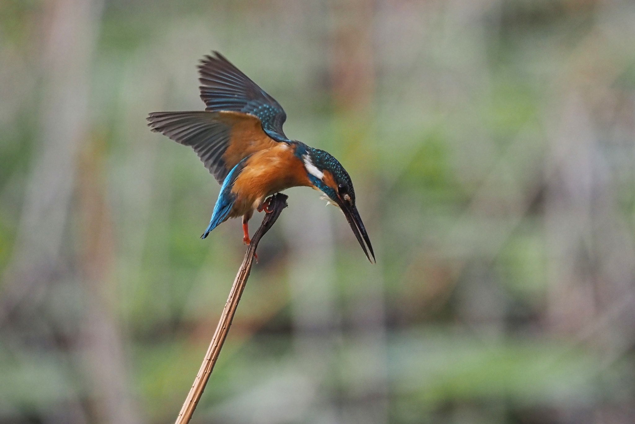  by shoji uno on 500px.com