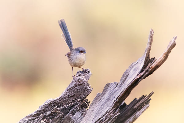 Djoordjilya by Paul Amyes on 500px.com