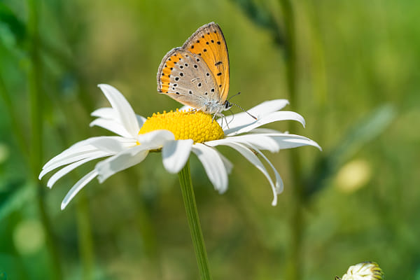 Butterfly on Daisy Representing Delicacy and Natural Harmony
