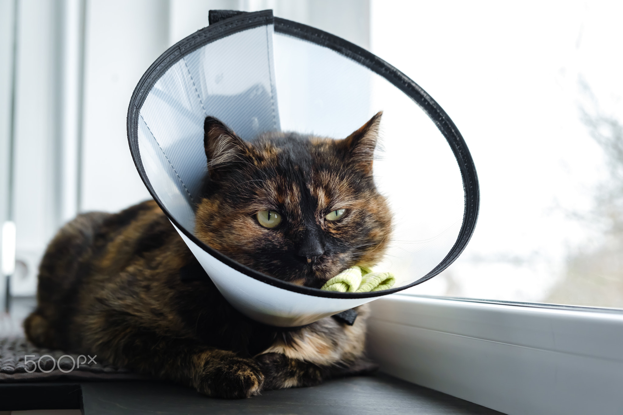 Domestic cat in a veterinary collar lies on windowsill looking at