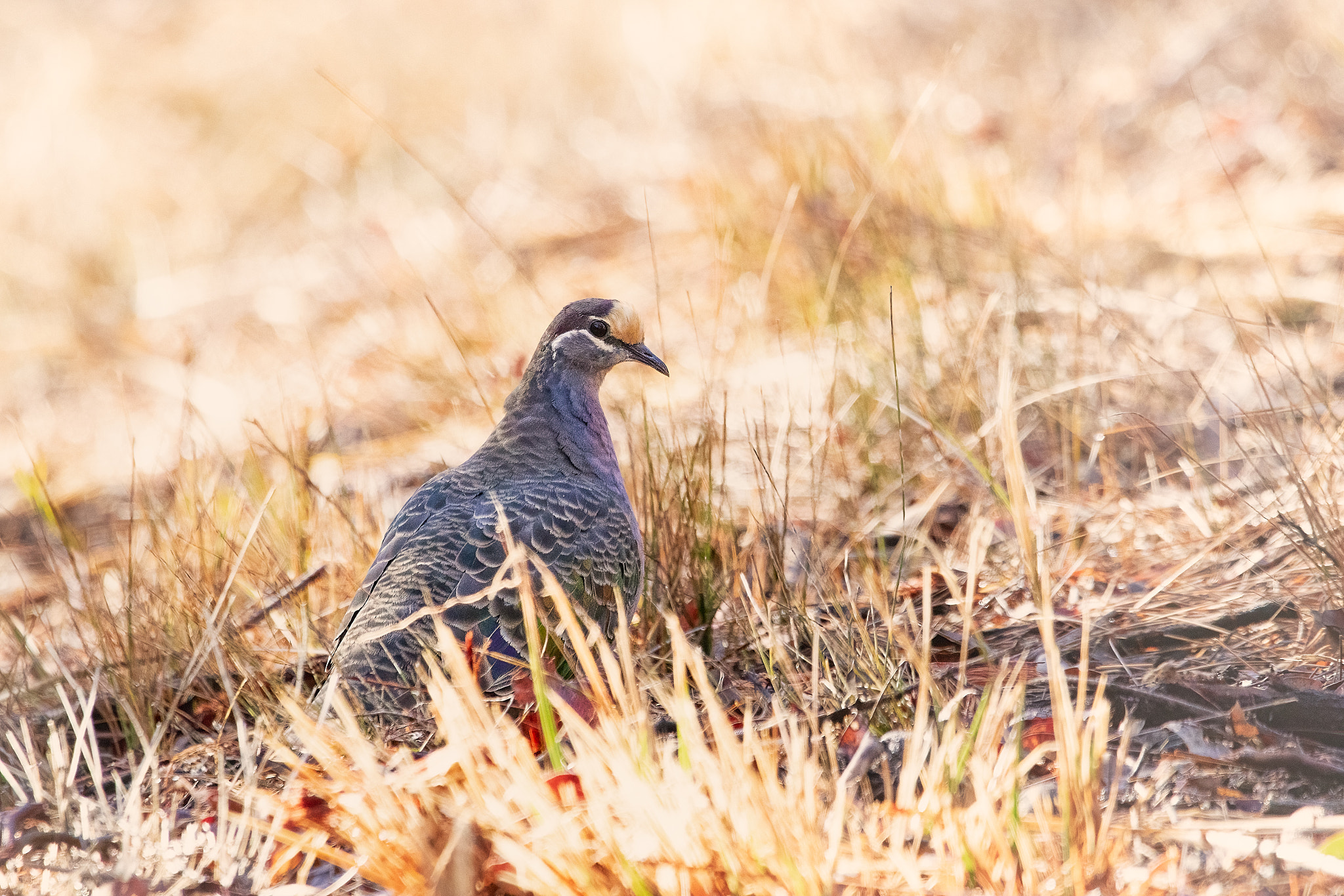 Nembing by Paul Amyes on 500px.com
