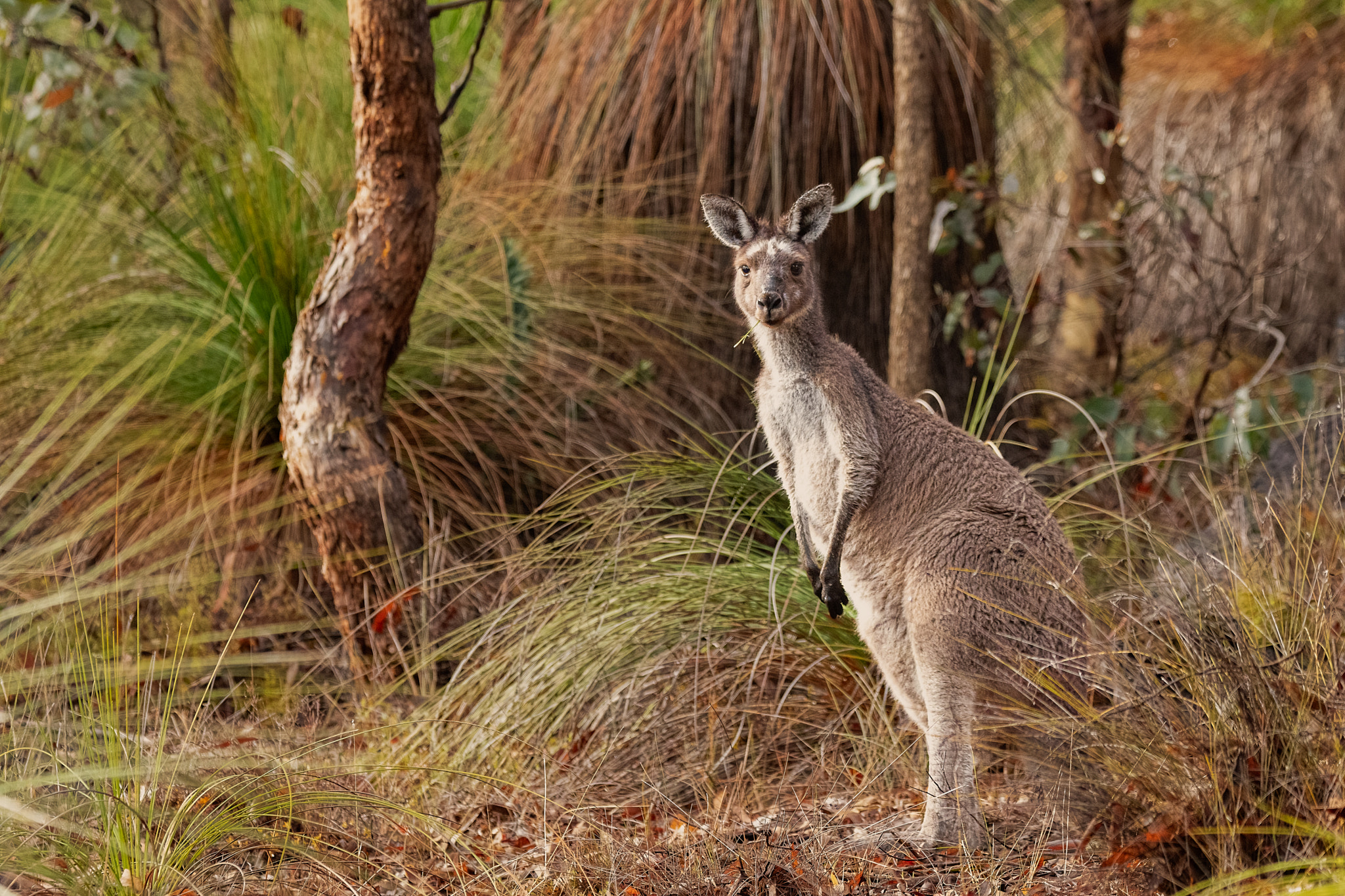 Yongka by Paul Amyes on 500px.com