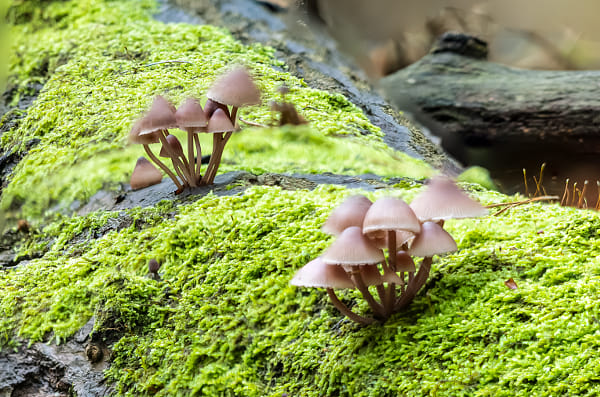 Fungi on tree by Peter van Haastrecht on 500px.com