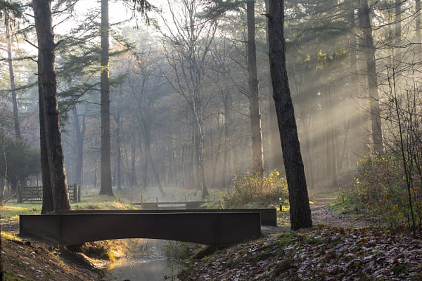 Bridge in a foggy forest!  by Peter van Haastrecht on 500px.com