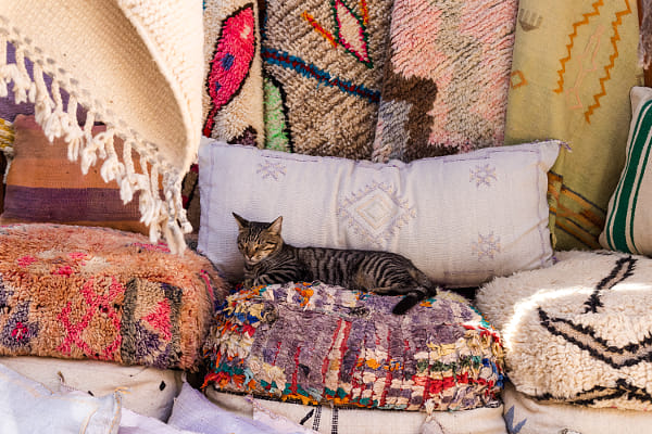 Street cats of Marrakesh by Peter van Haastrecht on 500px.com