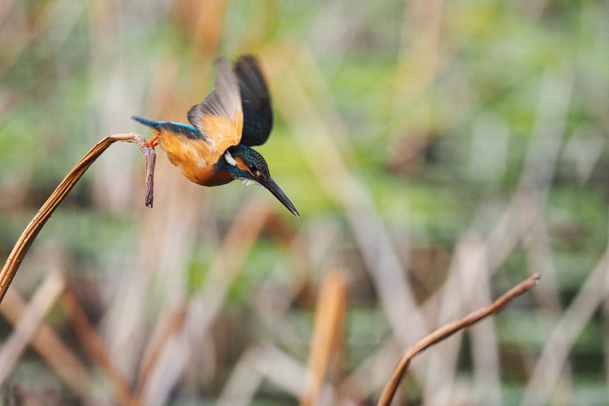  by shoji uno on 500px.com