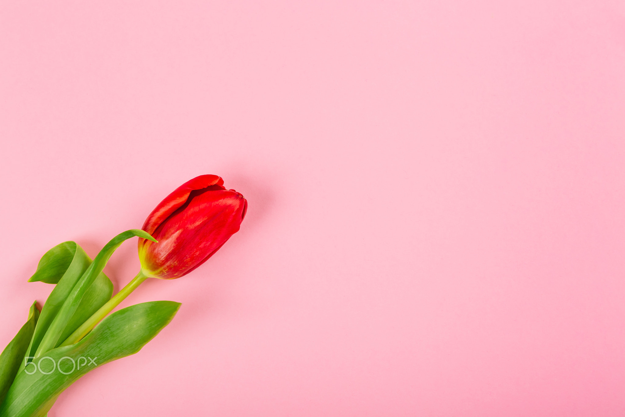 Red tulip bouquet on pink background with copy space, empty text place