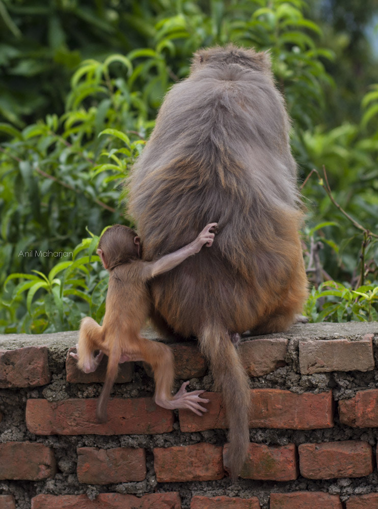 Mother and her kid by Anil Maharjan / 500px | @500px