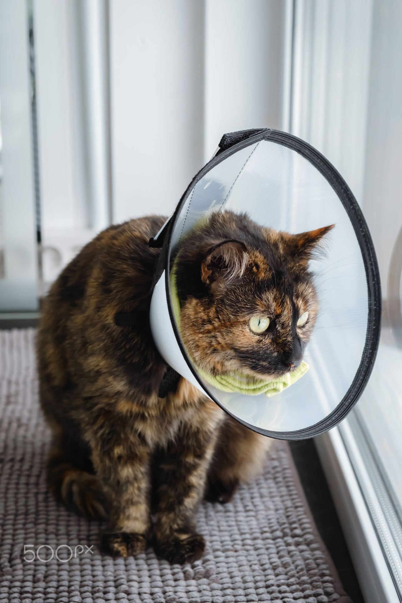 Domestic cat in a veterinary collar lies on windowsill looking out the