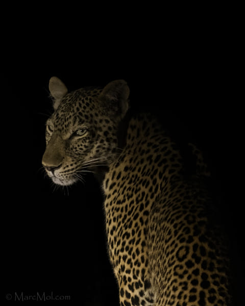 The night huntress. by Marc MOL on 500px.com