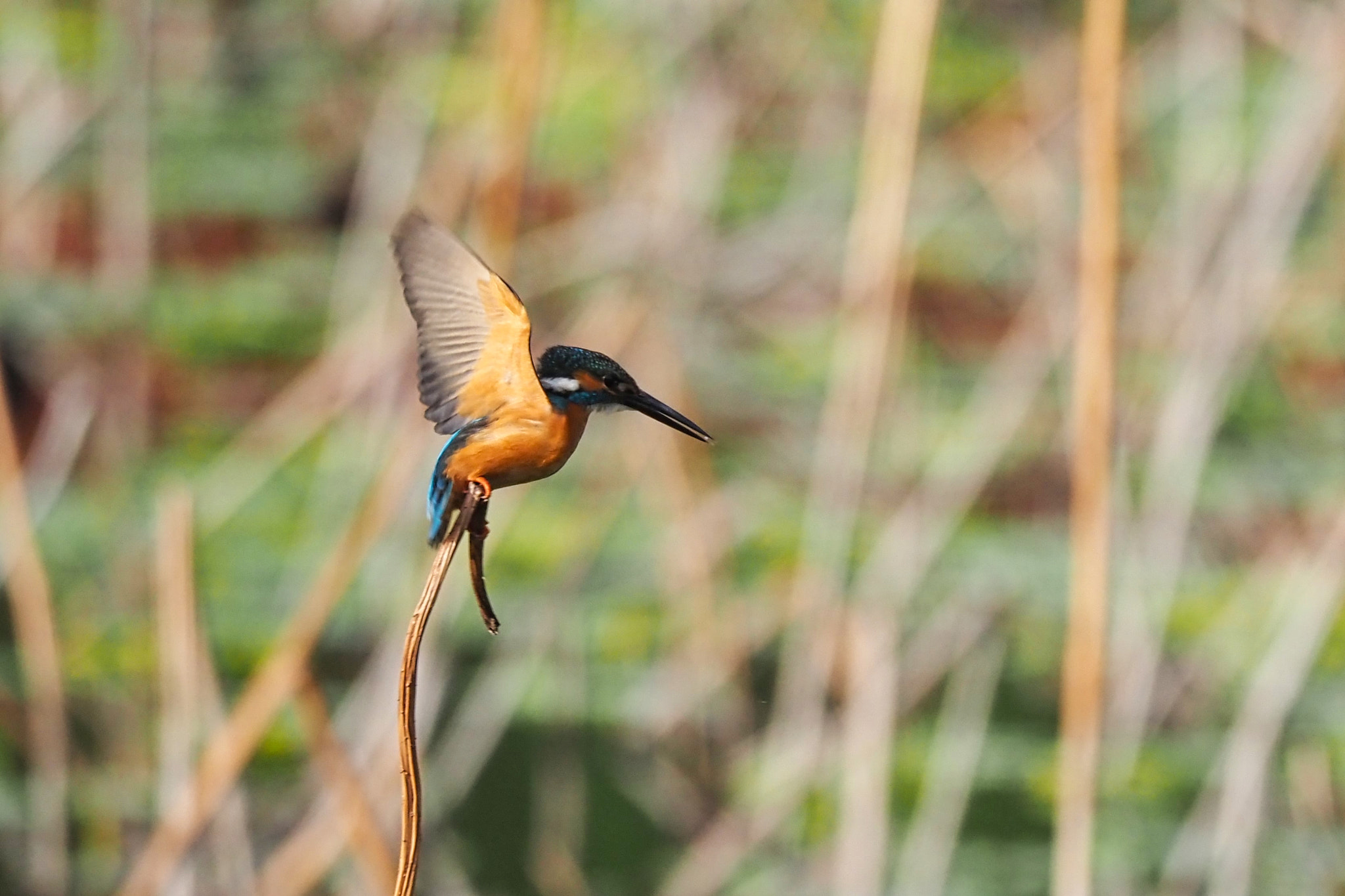  by shoji uno on 500px.com