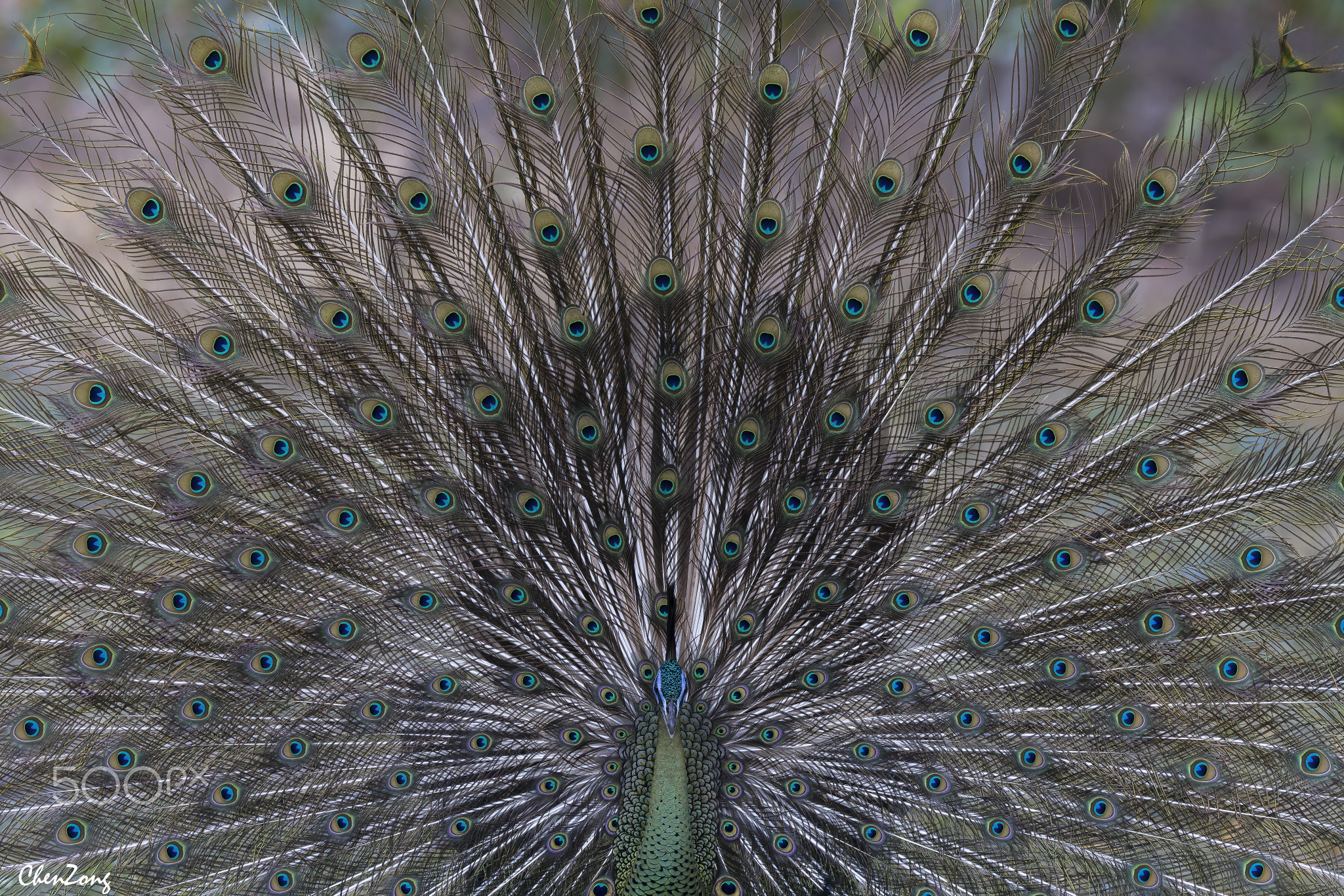 Green Peafowl