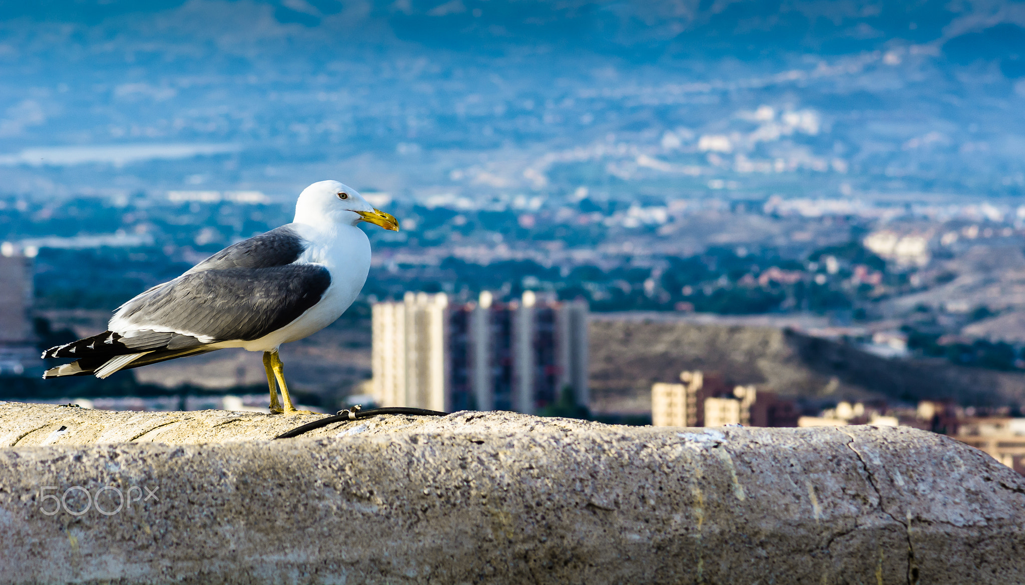 Real Seagull standing on a wall