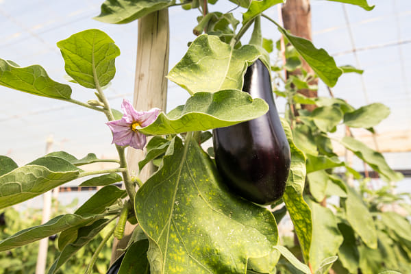 Close-up of plants growing in greenhouse by Peter van Haastrecht on 500px.com