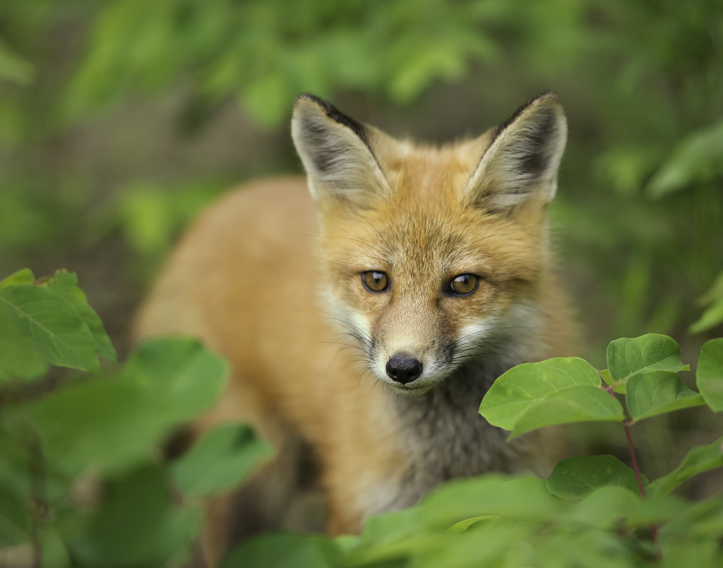 Young fox... by Daniel Parent on 500px.com