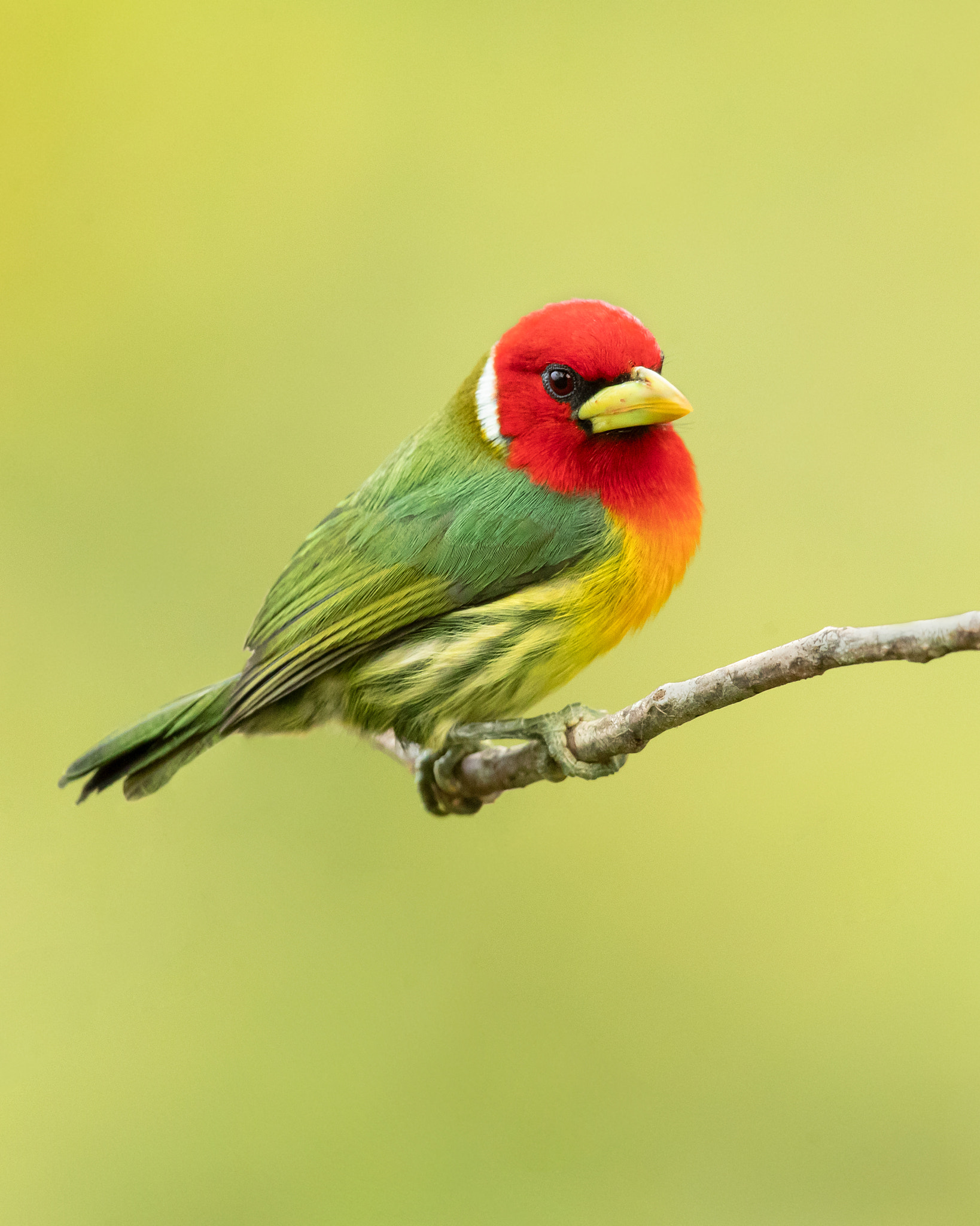 Red-headed barbet