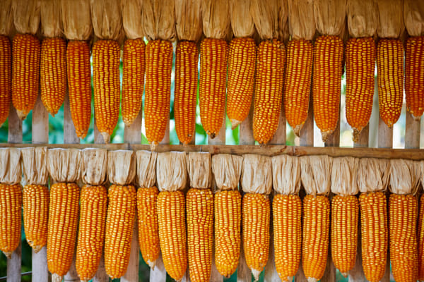 Dry yellow sweet corn hanging on the bamboo wall by Anucha Muphasa on 500px.com