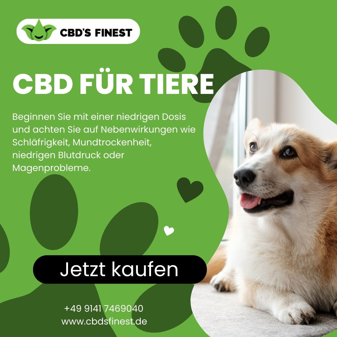 CBD für Tiere: Sichere Anwendung und mögliche Vorteile