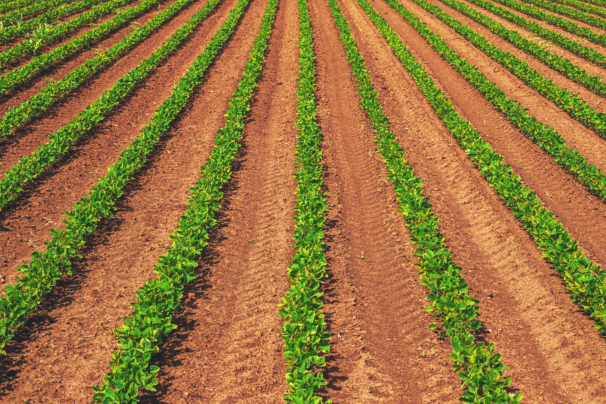 Soybean field in diminishing perspective